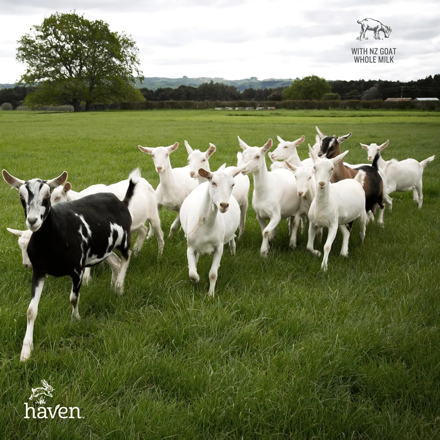 Haven Goat Toddler Formula | 1 to 3 Years | Premium New Zealand Forage-fed Goat Whole Milk Toddler Formula | Wholesome Goodness | Gentle on Tiny Tummies | Immune Support | Prebiotics, Probiotics, DHA, Lutein | Non GMO | No Palm Oil | 14.1 oz